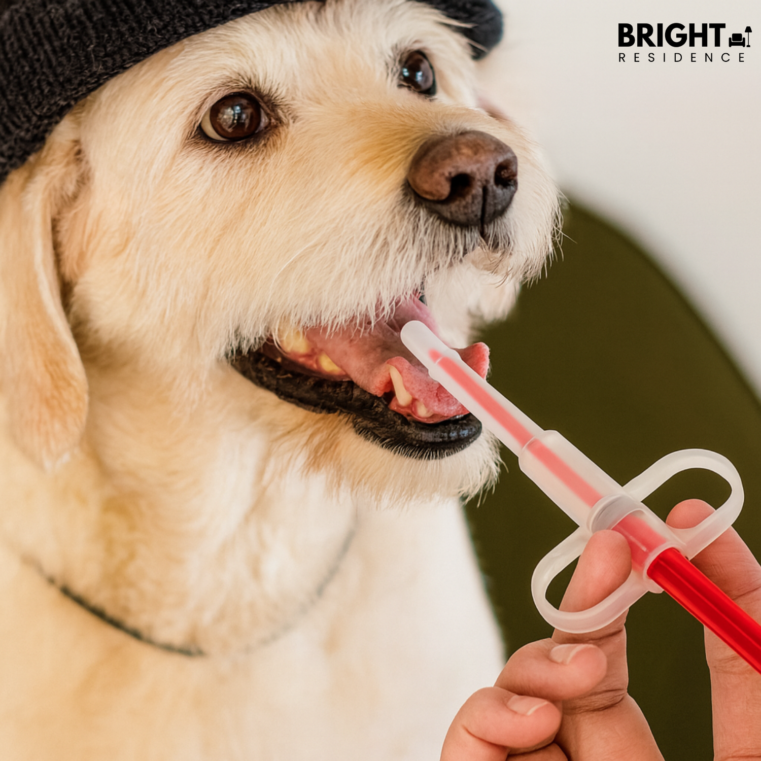 Pet Pill Dispenser | Soft Silicone Tip | For Pills, Capsules and Liquids | Fern