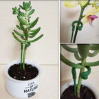 Grove Plant Support