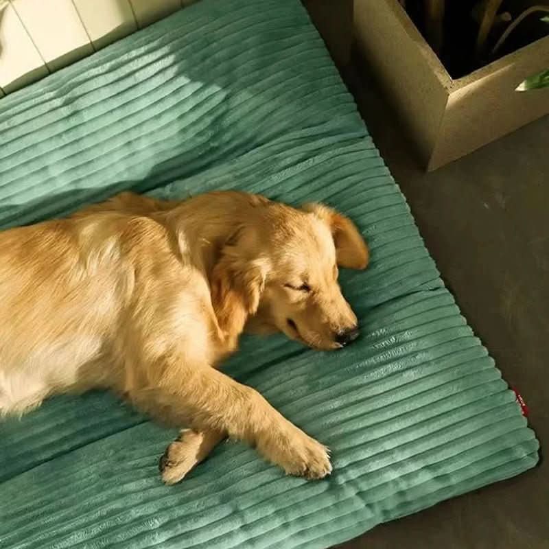 Dog Bed | Orthopedic Joint Support | Sizes M To XL | Oakley