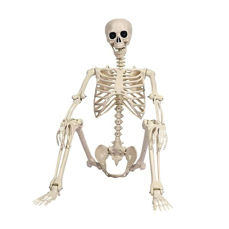 Halloween Skeleton | 67 in Tall | Poseable Indoor and Outdoor | Ridge