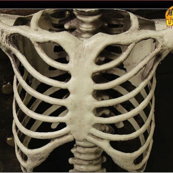 Halloween Skeleton | 67 in Tall | Poseable Indoor and Outdoor | Ridge